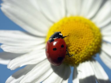 papatya çiçeği ile uğur böceği