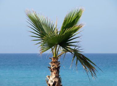palmiye ağacı