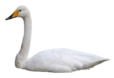 izole Kuğu