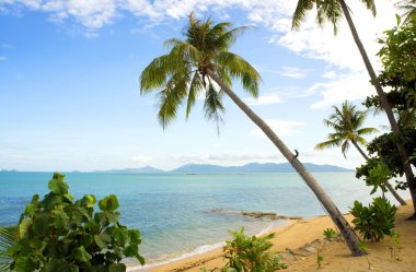 Tropical Beach Palm