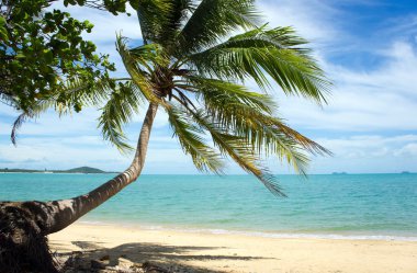 Tropical Beach Palm