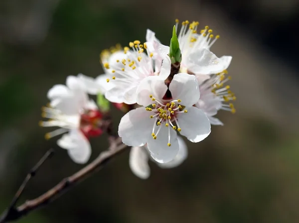 Apricot flowerses — Stock Photo, Image