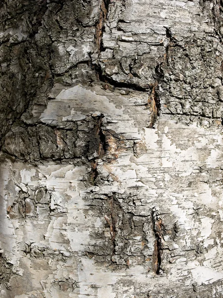 桦木纹理 — 图库照片
