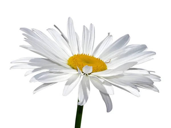 Manzanilla flor macro blanco — Foto de Stock