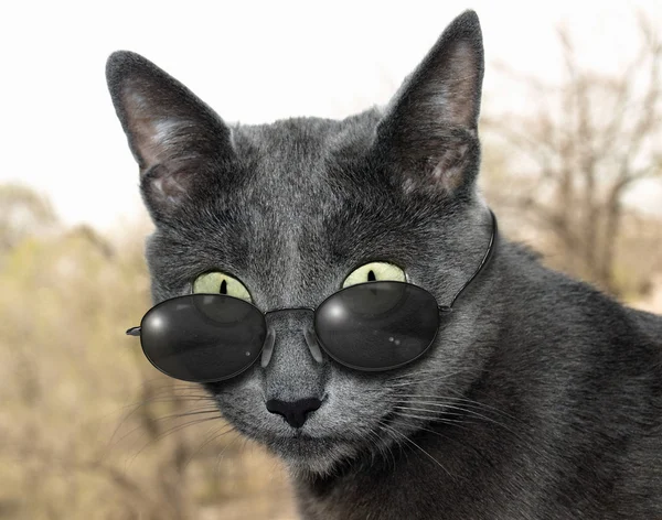 戴眼镜的猫 — 图库照片
