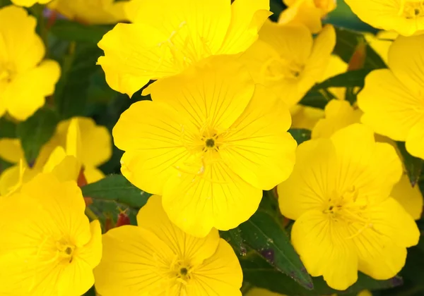 Krokusblomst – stockfoto