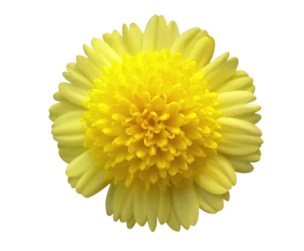 Flor amarillo — Foto de Stock
