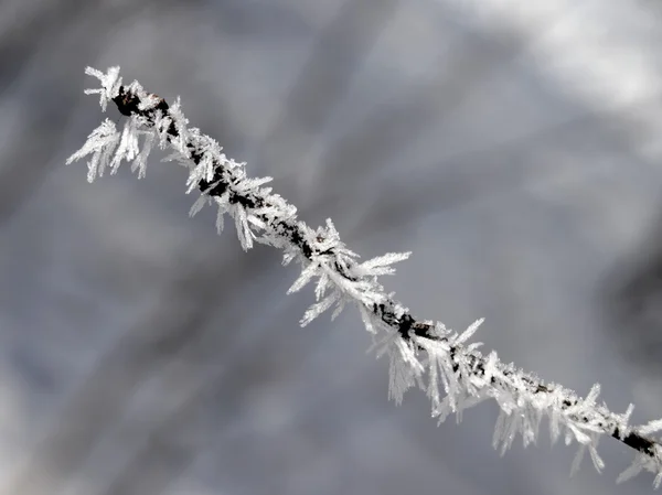 Givre — Photo