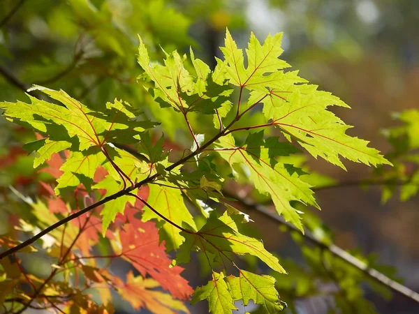 Foglie autunno — Foto Stock