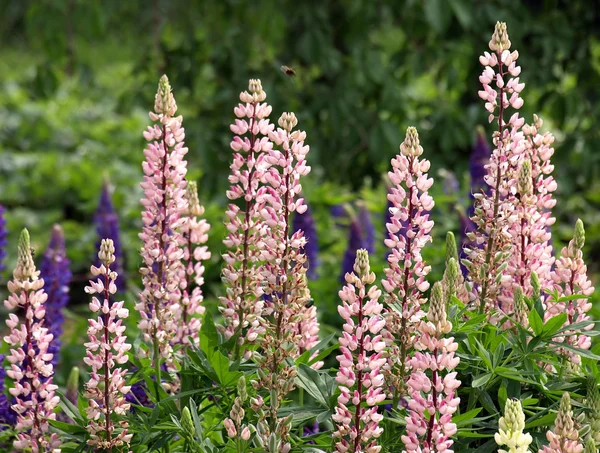 Lupine růžová — Stock fotografie