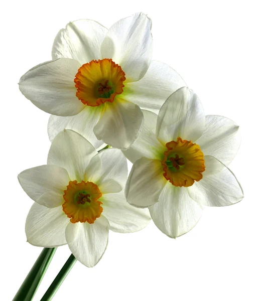 Narcissus tre — Stockfoto