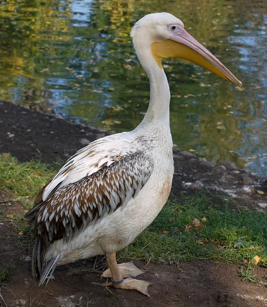 Pelican — Stock Photo, Image