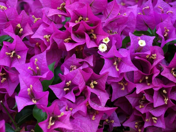 ピンク紫の熱帯の花 — ストック写真