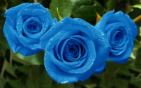 Roses trois bleu — Photo