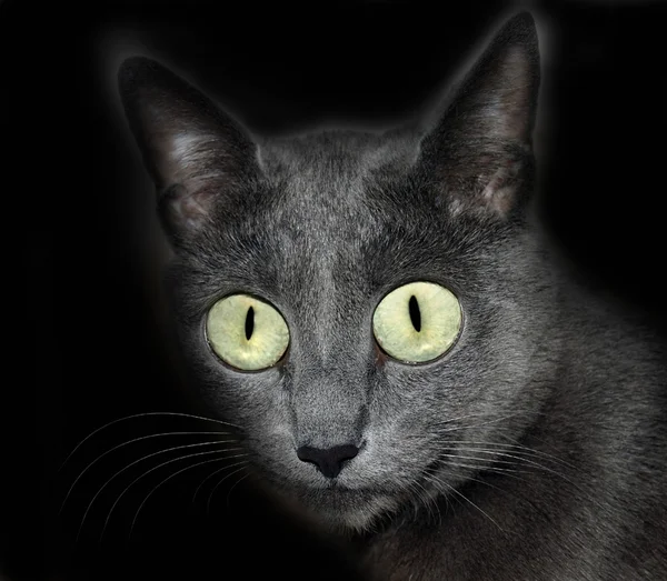 Ryska blå katt — Stockfoto