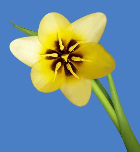 Жовтий Tulip макросу — стокове фото