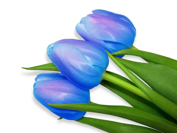 Tulpen blau — Stockfoto