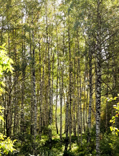 Birch and Aspens Trees — Stock Photo, Image