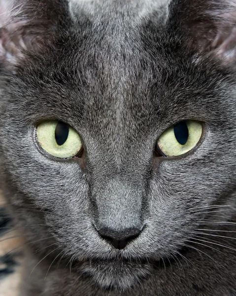 Ojos de gato — Foto de Stock