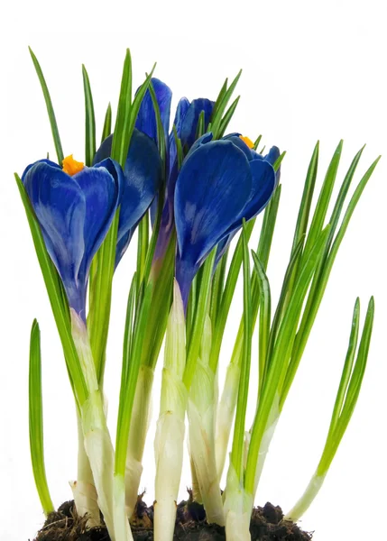 Crocus blue — Stock Photo, Image