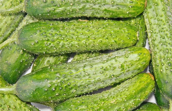 Cucumbers — Stock Photo, Image