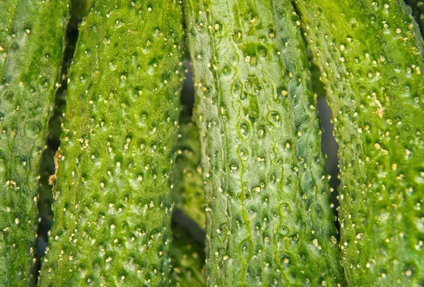 Cucumbers — Stock Photo, Image