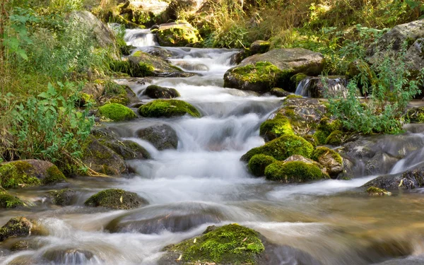 Forest stream — Stockfoto