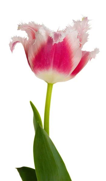 Tulipán rojo-blanco — Foto de Stock