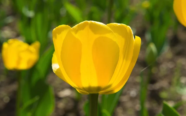 Tulip yellow — Stock Photo, Image