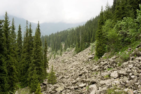 Alpine Wälder — Stockfoto