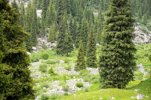 Alpina skogar — Stockfoto