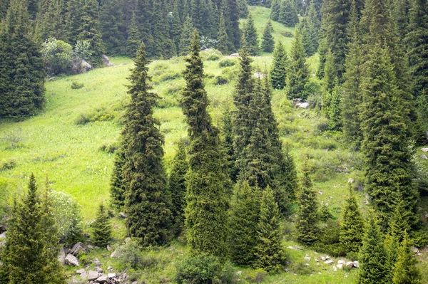 Alpine Wälder — Stockfoto