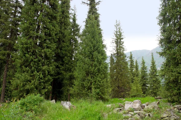 高山の森林 — ストック写真