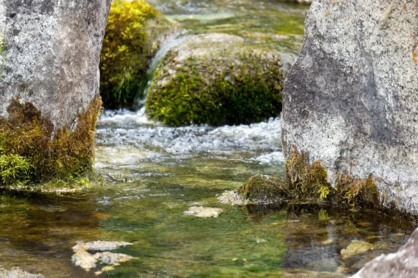 Alperna forest stream — Stockfoto