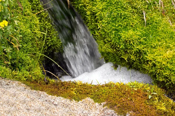 Alperna forest stream — Stockfoto