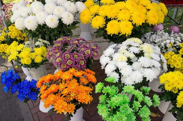 Chrysanthemums market — Stock Photo, Image