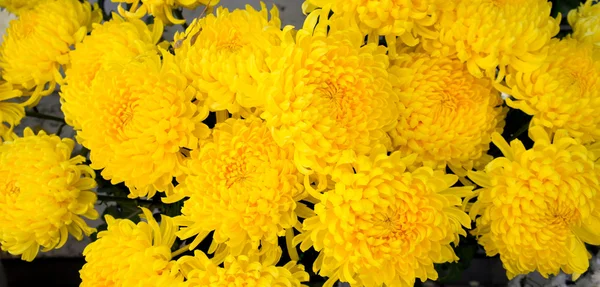 Crisantemos fondo amarillo — Foto de Stock