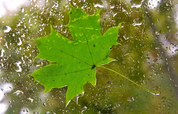 Akçaağaç yaprağı penceresinde — Stok fotoğraf