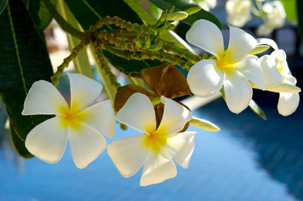 プルメリアの花 — ストック写真