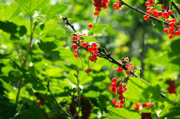 Merah currant di sebuah branch — Stok Foto