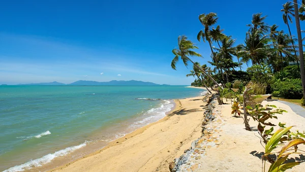 Tropical Beach Palm — Stock Photo, Image