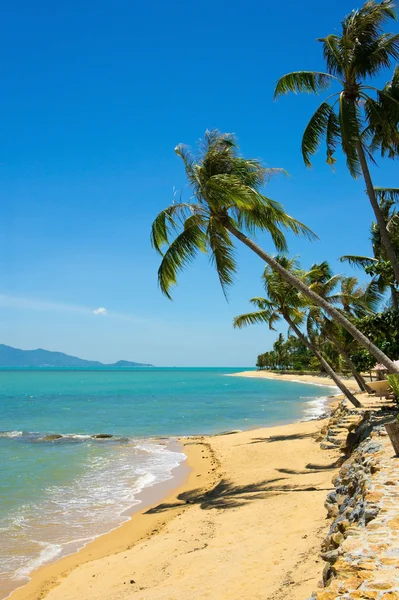 Tropisch strand Palm — Stockfoto