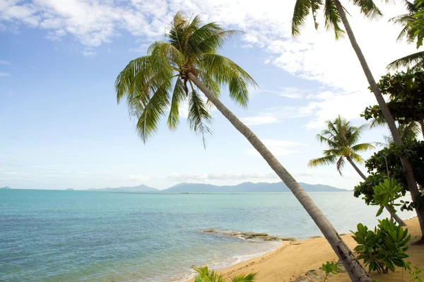 Tropical beach with palm trees — Stock Photo, Image