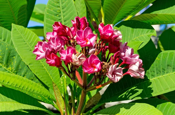 熱帯の花 — ストック写真