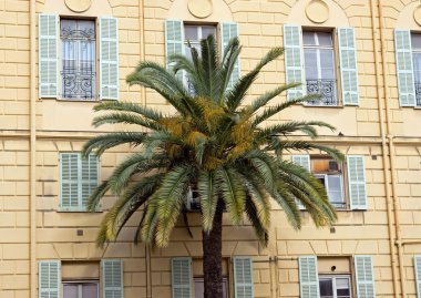 Nice - palmiye ağacı sarı bina karşı