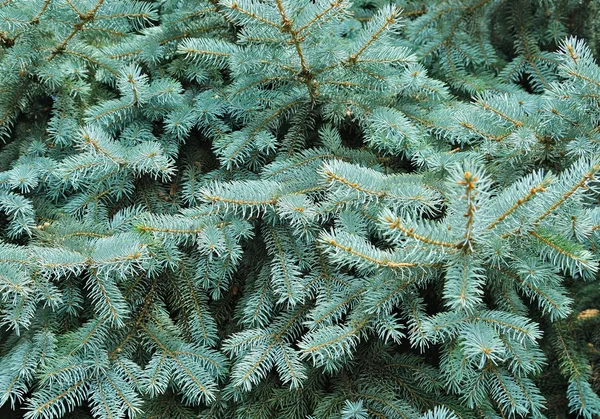 Árbol de abeto azul —  Fotos de Stock