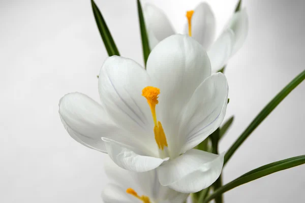 Крокус квітка макросу — стокове фото