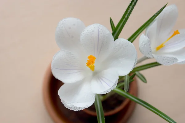 水滴とクロッカスの花 — ストック写真