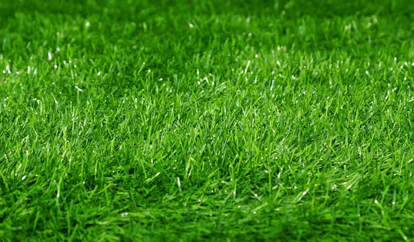 Фон зеленого футбольного поля трави — стокове фото