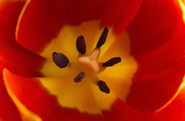 Tulipán macro rojo —  Fotos de Stock